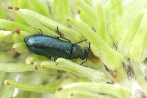 Réf. 227 143 : Dasytes caeruleus